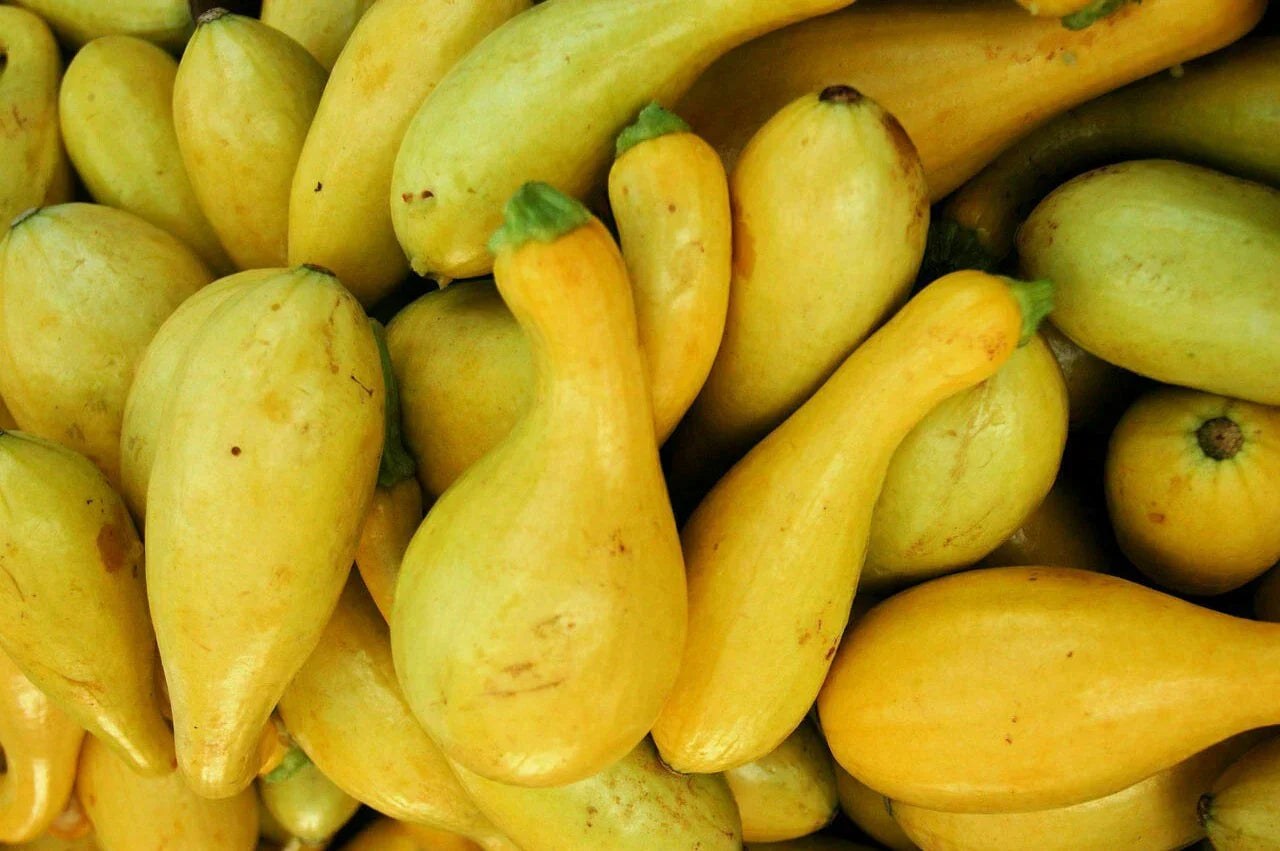 Crookneck Squash Seeds 30 Ct - Golden Yellow Summer Vegetable Cucurbita pepo