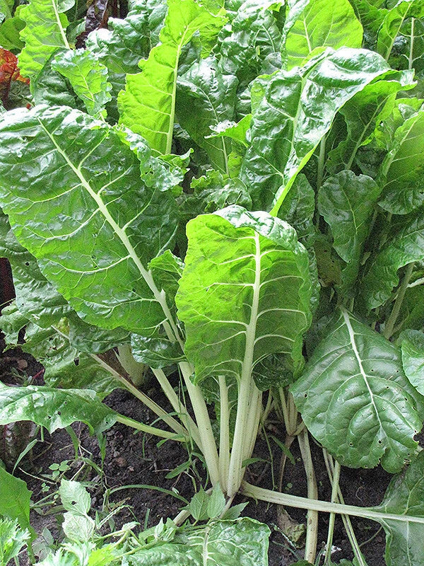 Fordhook Giant Swiss Chard Seeds - 50 Ct Non-GMO Vegetable Seeds USA