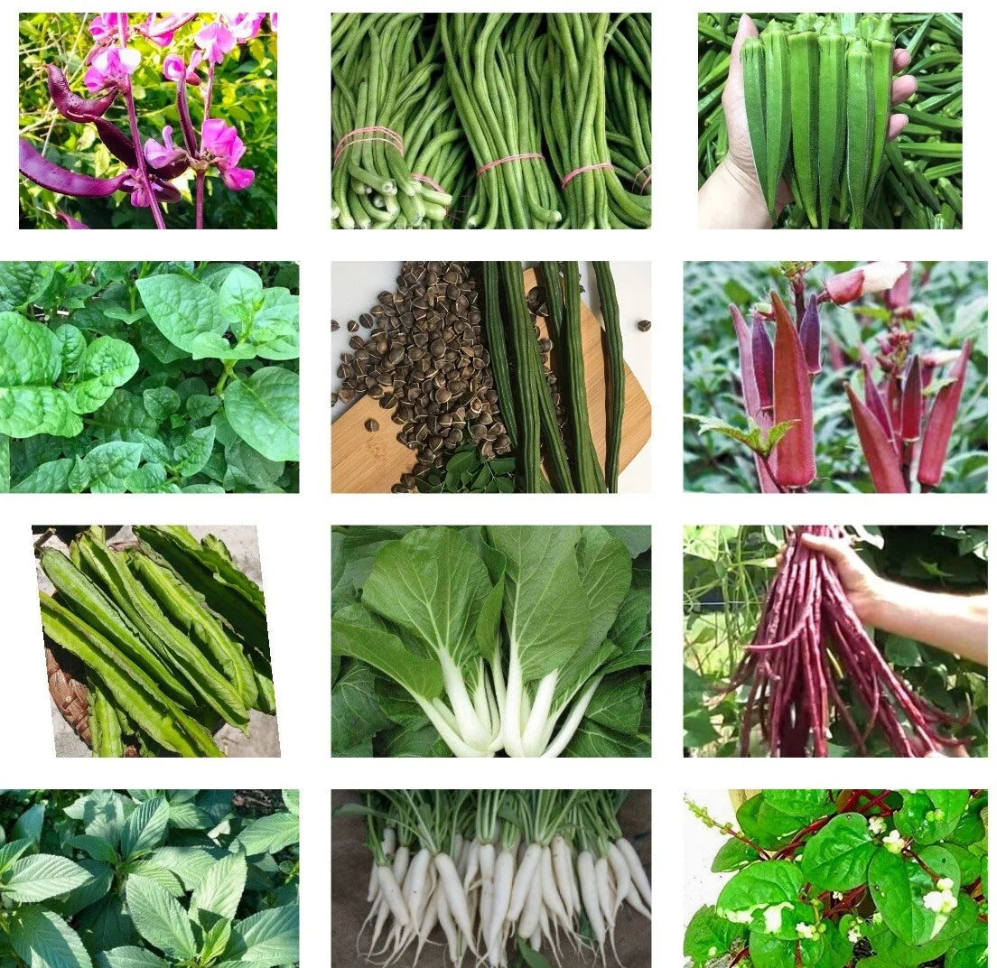Asian Vegetable Seeds Packets – Bittermelon, Hyacinth Bean, Winged Bean, Edible Plants, Heirloom Varieties, Non-GMO
