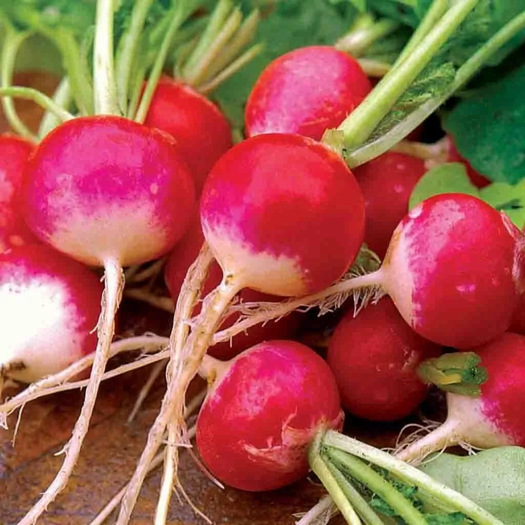 Sparkler Radish Seeds 200 Ct Heirloom NON-GMO Raphanus sativus Vegetable Garden