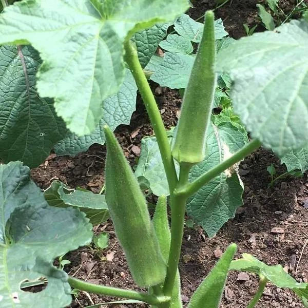Emerald Okra Seeds Velvet Variety - High Yield Non-GMO Garden Seeds