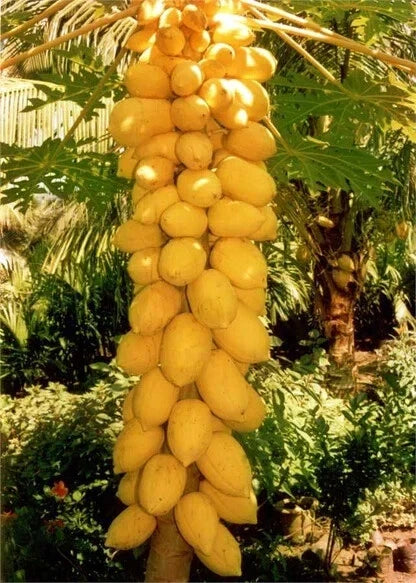 Yellow Mexican Papaya Seeds - Carica papaya Fruit Tree Seeds for Garden Planting, 25+ Pack, Fast Shipping, Tropical Fruit Plant