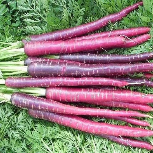 Cosmic Purple Carrot Seeds - Non-GMO Heirloom Vegetable - Daucus carota - Vibrant Purple Root, Easy to Grow, Full Sun, 200 Seeds