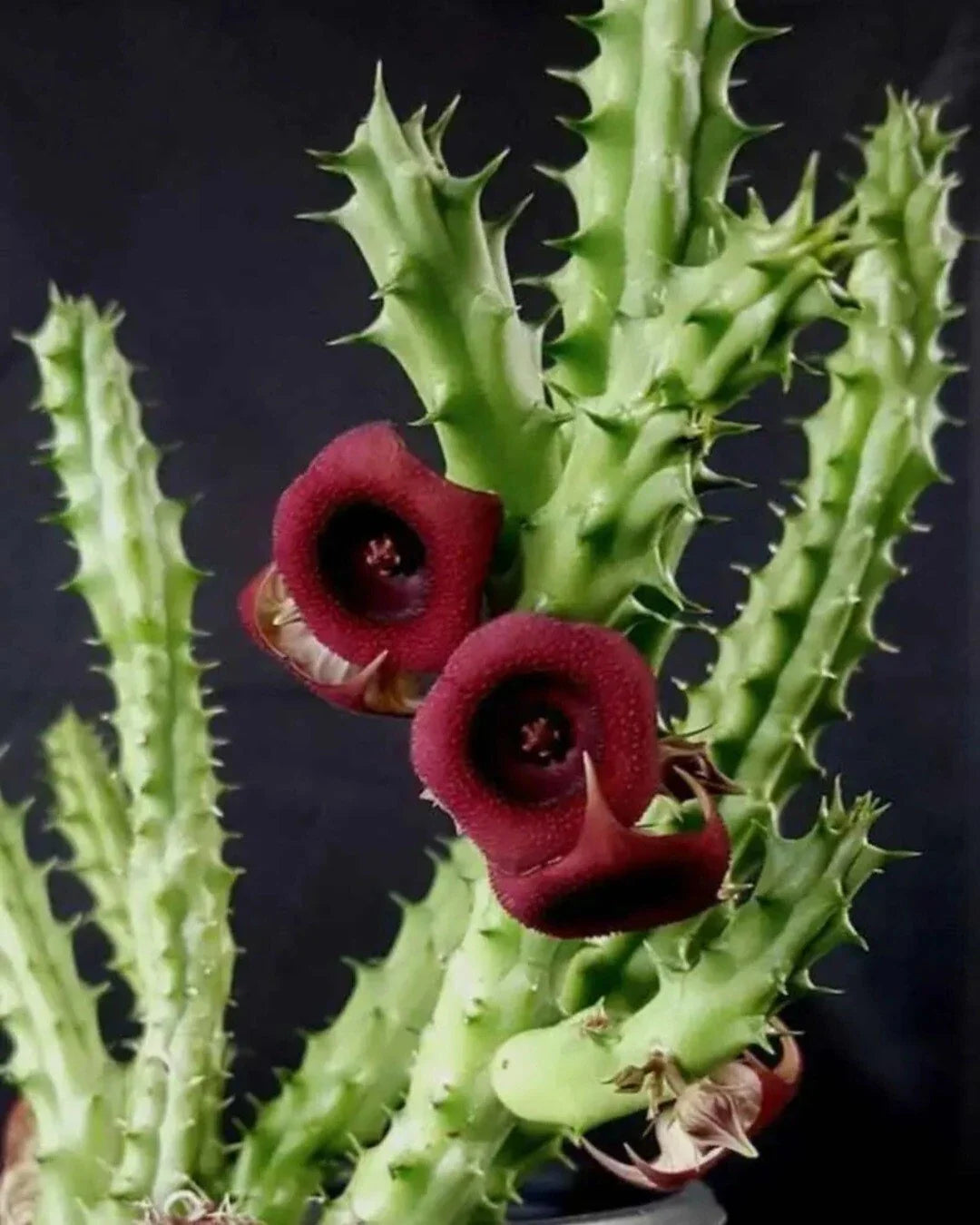 Huernia Schneideriana Red Dragon Succulent Cuttings - Bare Root Plants for Indoor & Outdoor Gardens