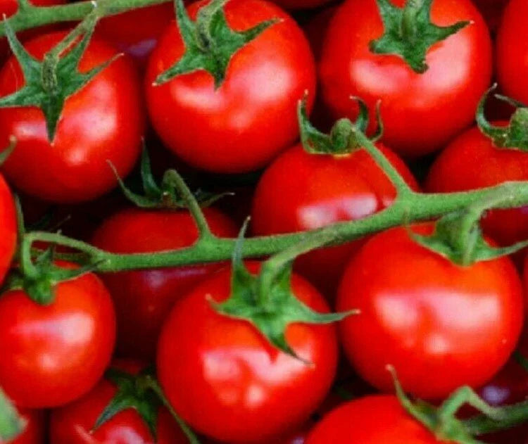 Large Red Cherry Tomato Seeds - 100+ Indeterminate Heirloom Garden Vegetables