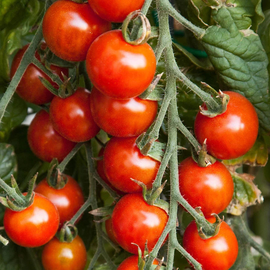 Small Red Cherry Tomato Seeds NON-GMO | Garden Salad Variety | Free Shipping