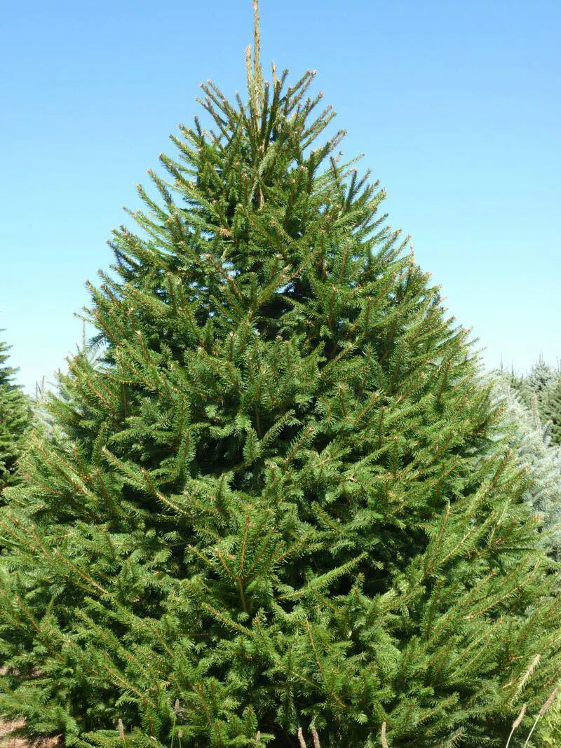 Norway Spruce Tree Live Plant 8-16 Inches Picea abies Evergreen Garden Tree for Landscaping & Wildlife