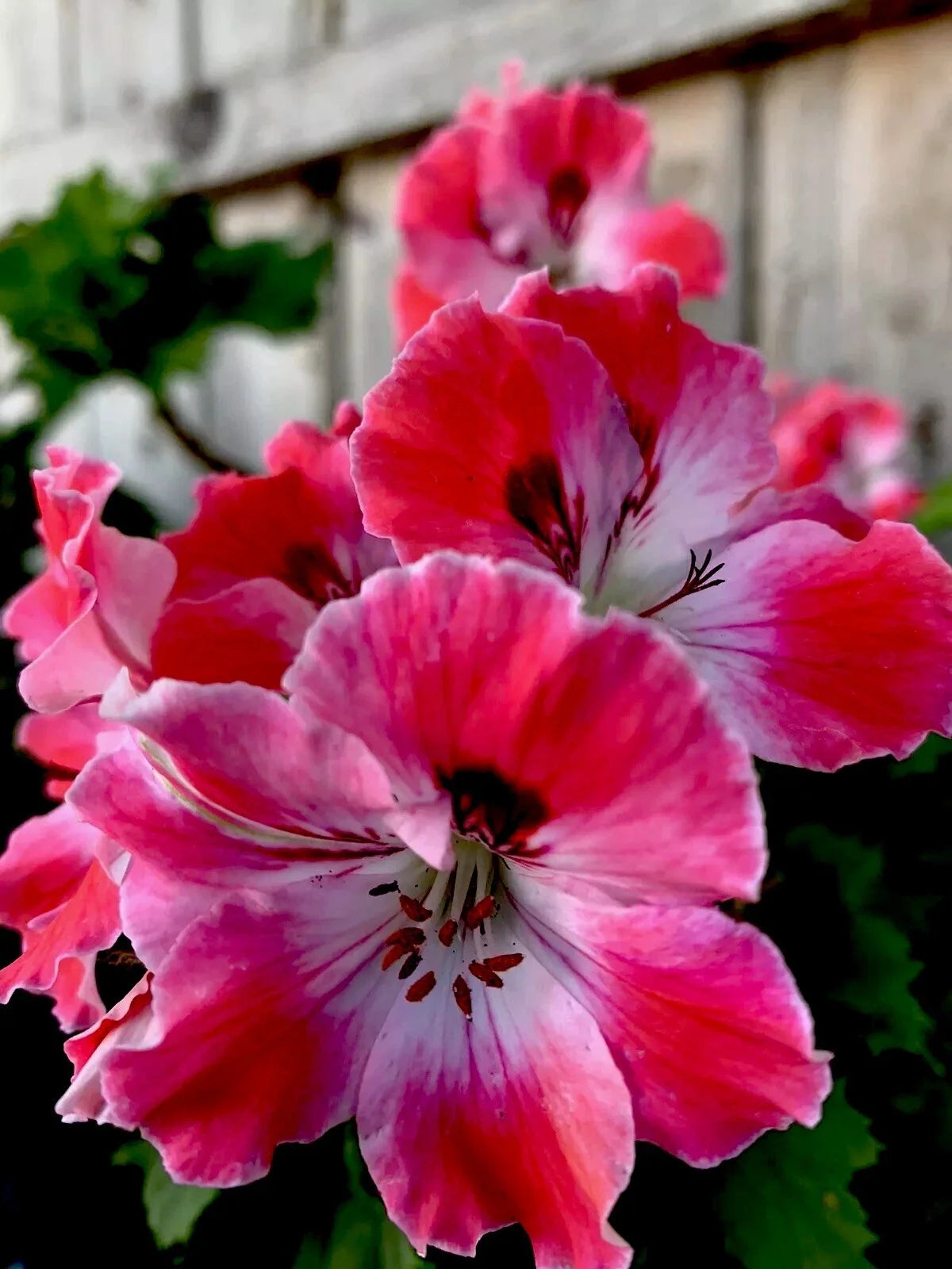Fresh Geranium Cuttings 2-Pack Reddish Pink/Maroon Pelargonium Perennial Live Plant