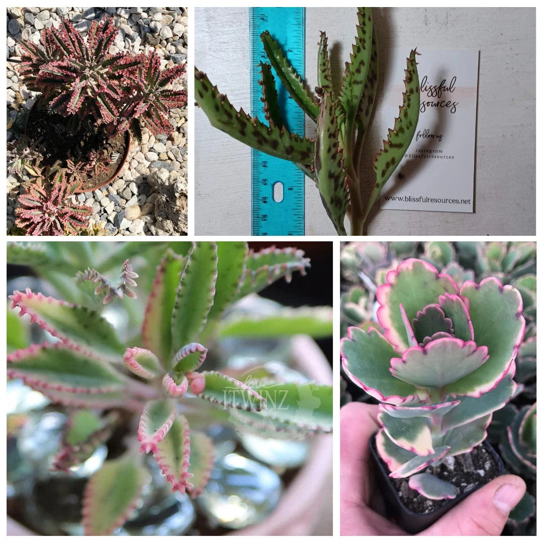 Kalanchoe Lavender Scallop Succulent Cutting – Bryophyllum spp. – Drought-Tolerant Indoor Plant