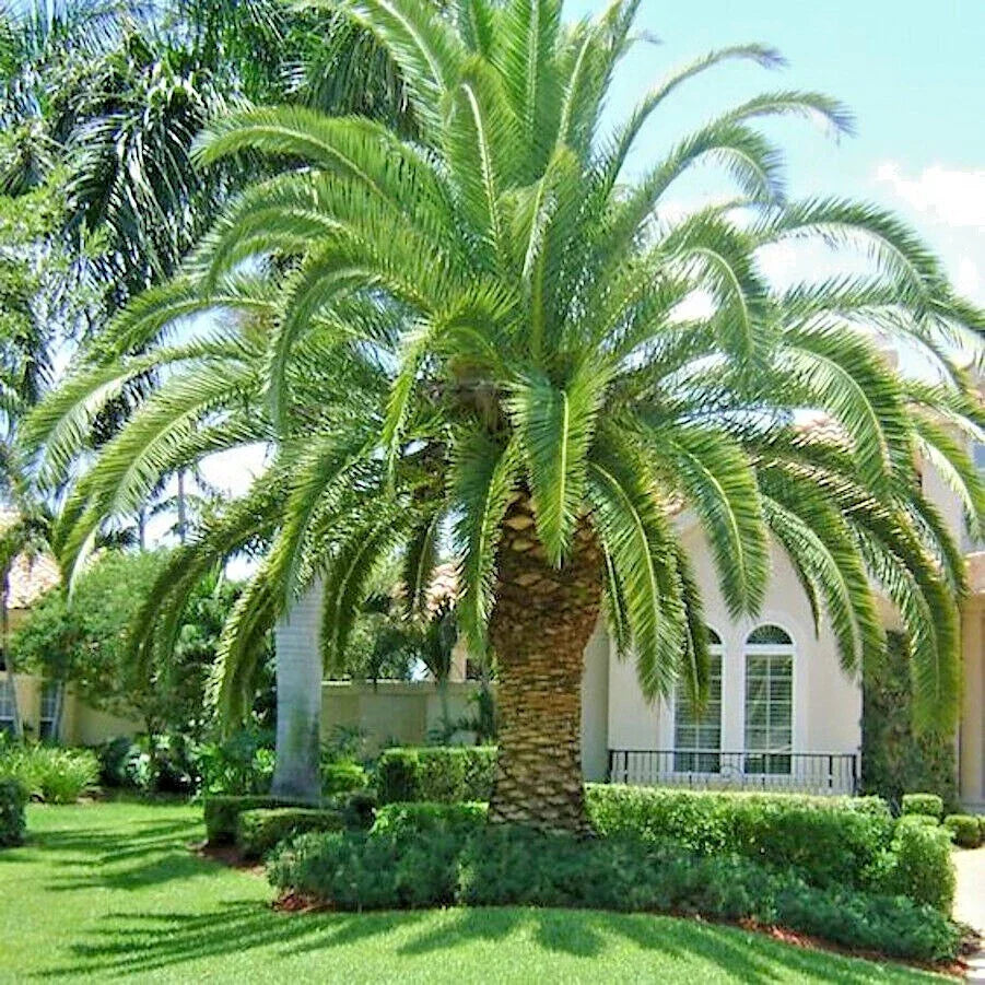 Canary Island Date Palm Seeds - 10 Count Phoenix Canariensis Hardy Fruit Plant
