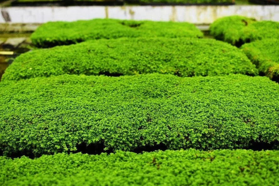 Dwarf Baby Tears Aquatic Plant Mats - Micranthemum umbrosum - 1 Portion with Heat Pack