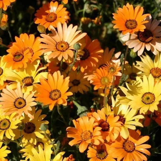 African Dwarf Orange Daisy Seeds - 200 Non-GMO Heirloom Drought-Tolerant Annual for Meadow, Border, Container Planting - Arctotis hybrid