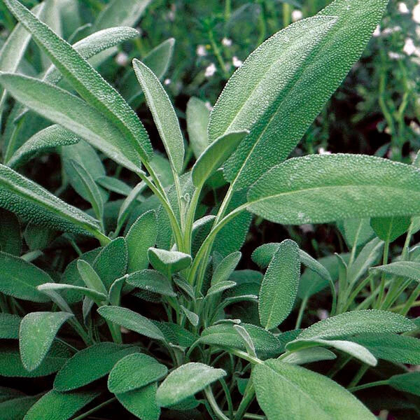 Broadleaf Sage Seeds - Bulk 25-750 Salvia Officinalis Aromatic Herb for Culinary & Potpourri