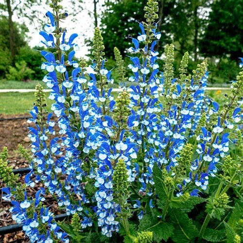 Azure Snow Salvia Seeds - 50 Perennial Salvia azurea Flower Seeds for Hummingbirds