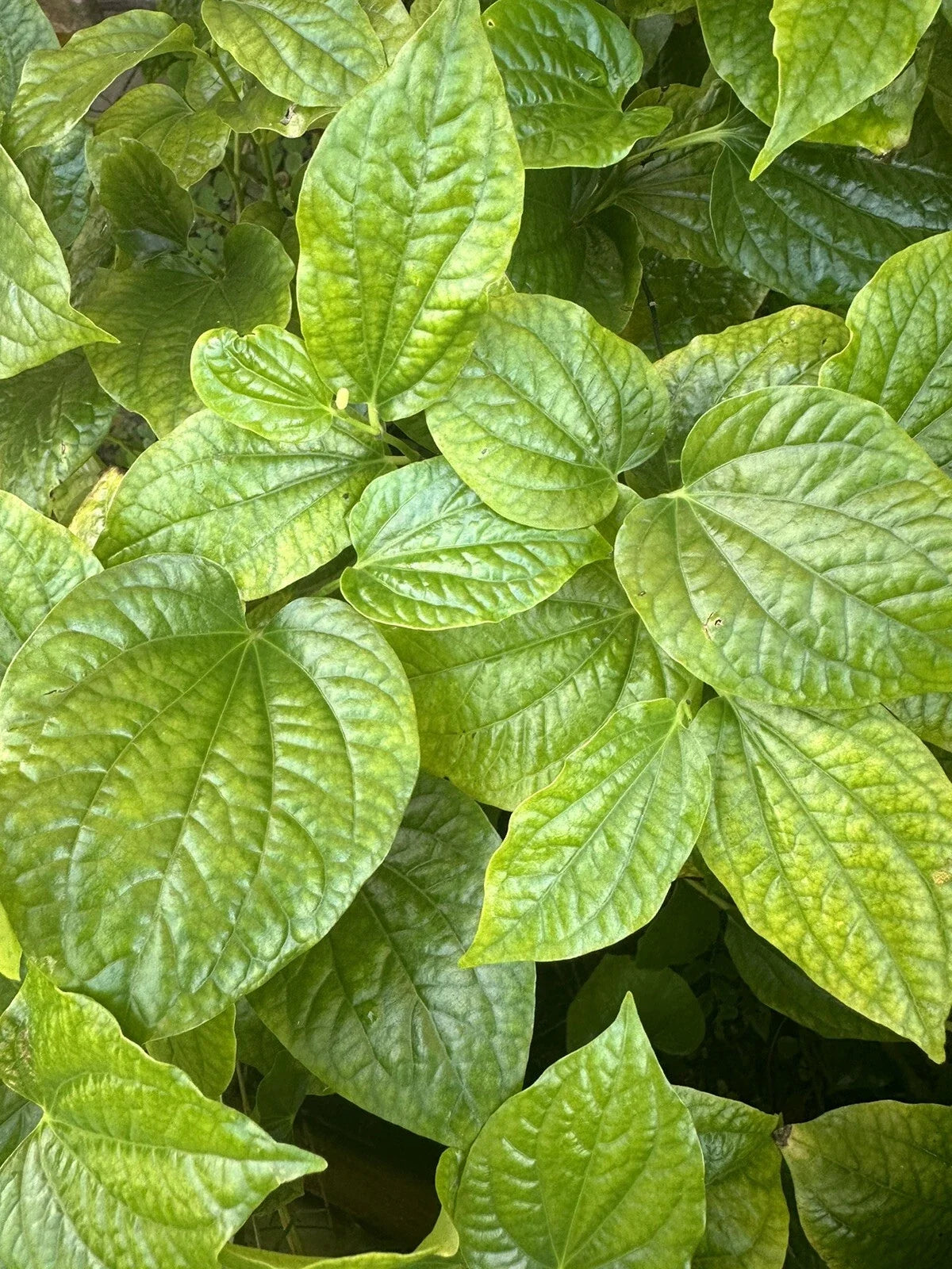 Lá Lớt Live Plants – 3 Pack – Vietnamese Culinary Herb Piper lolot – Edible Leaves for Cooking & Garden