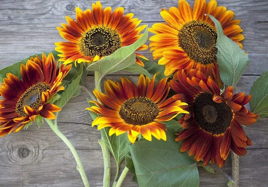 Autumn Beauty Sunflower Seeds - 50 Count, Vibrant Fall Colors, Helianthus annuus, Garden Planting, Full Sun, Easy Grow
