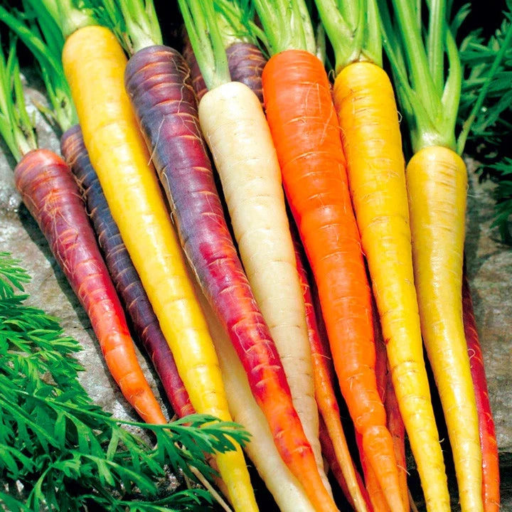 Rainbow Carrot Seeds 401+ Heirloom Variety in 5 Colors for Vegetable Garden & Container Planting Daucus carota