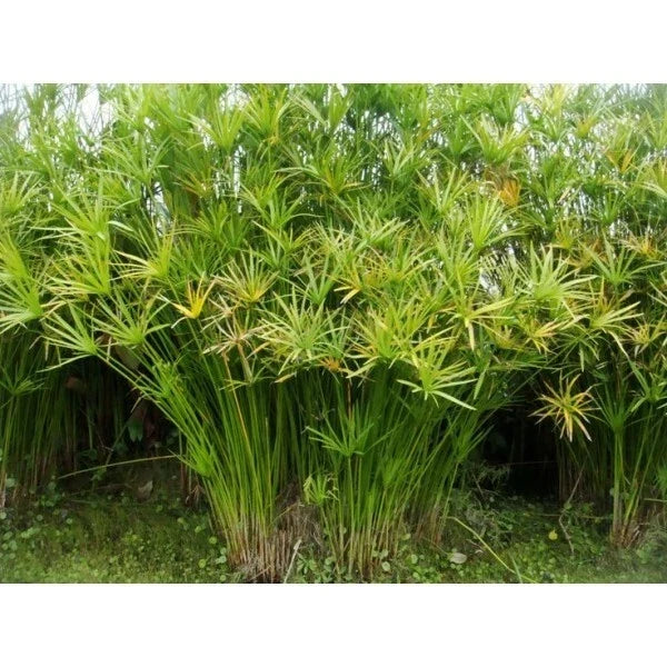 Live Umbrella Palm Plant - Tropical Marginal Pond Plant - Cyperus alternifolius - Live Water Garden Plant