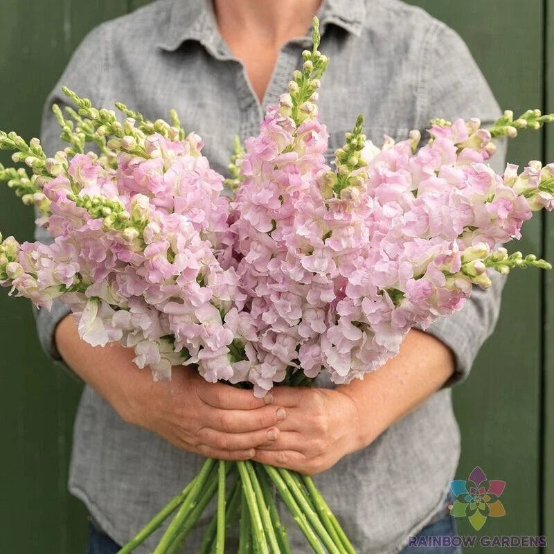 Snapdragon Seeds 1000+ Count Light Pink Antirrhinum majus for Garden, Borders & Containers, Non-GMO, Easy to Grow