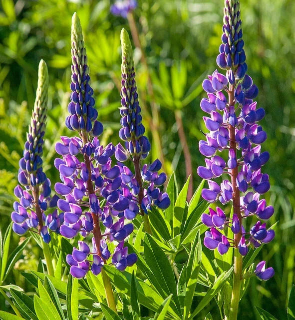Lupine Seeds - 25 Pack - Blue Arroyo Annual Flower for Gardens, Borders & Containers - Lupinus angustifolius