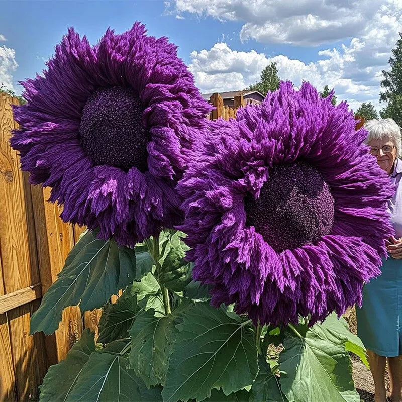 Giant Teddy Bear Sunflower Seeds - 50pcs Purple Helianthus annuus for Garden Borders & Pollinator Attraction