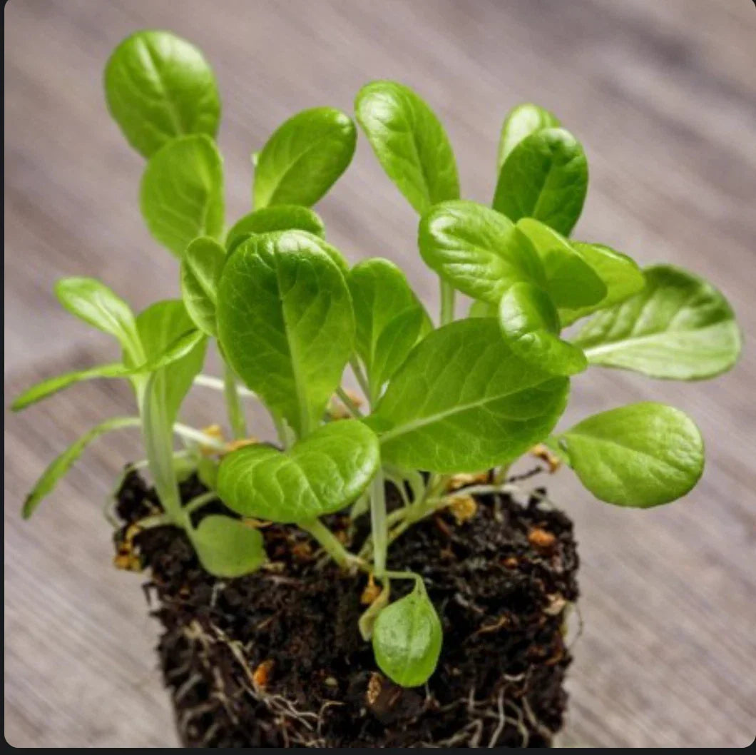 Little Gem Lettuce Seeds - Non-GMO - 2,000 Seeds for Home Garden - Lactuca sativa