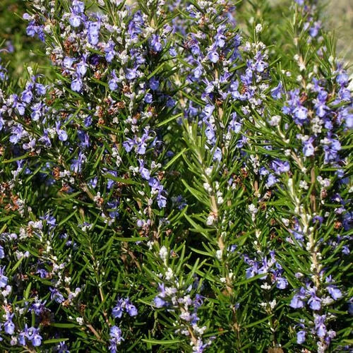 Rosemary Seeds | Heirloom Non-GMO Culinary Herb Seeds | Aromatic Rosmarinus officinalis Seed Packet