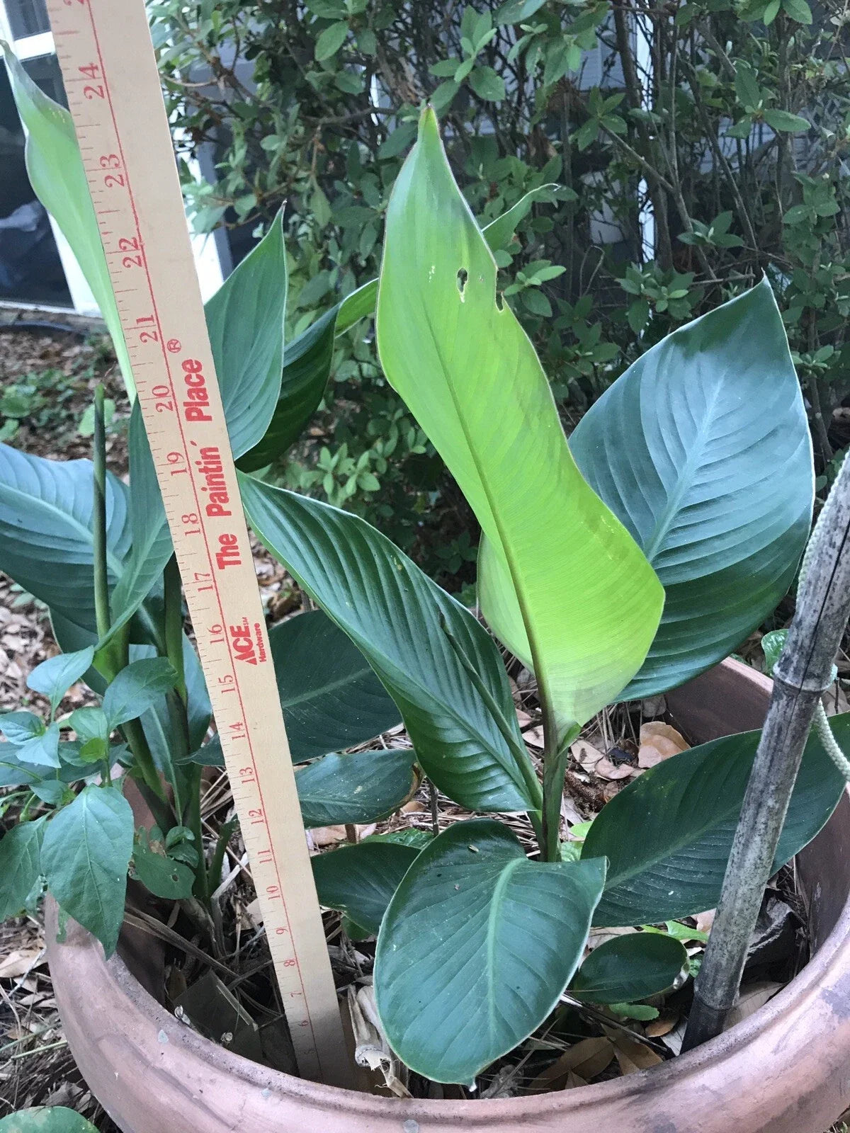 Canna Bulbs Lot of 2 Red Jumbo Tall Plants Green Leaf Rhizomes Canna indica Garden Flowers