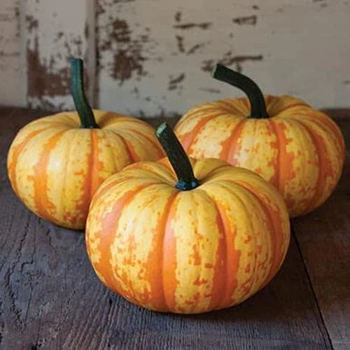 Blaze Mini Pumpkin Seeds 10 Pack - Colorful Fall Decor - Cucurbita pepo - Compact Bushy Plant