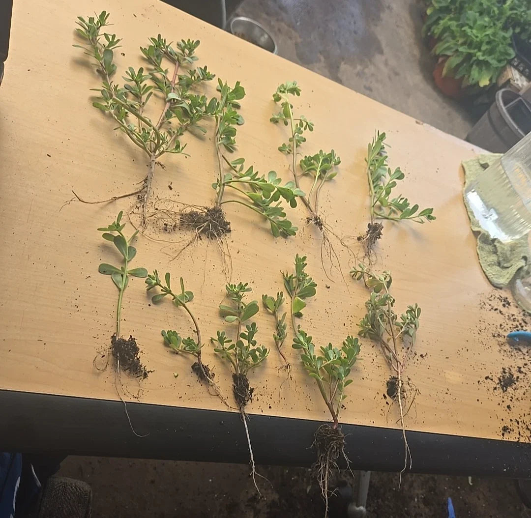 Live Purslane Starter Plants – Edible Vegetable, Non-GMO Portulaca oleracea, 10 Plants