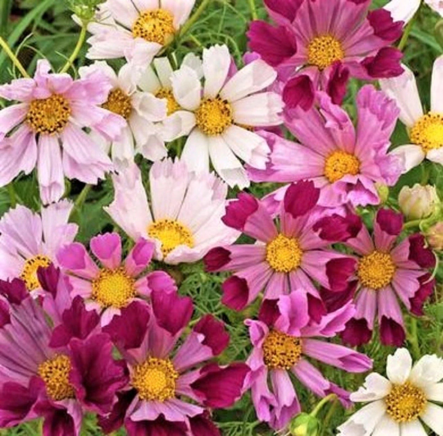 Cosmos Seeds Mix - 100+ Sea Shells Variety - Colorful Flower Seeds for Garden - Cosmos bipinnatus