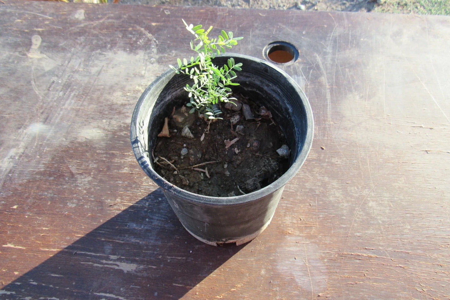 Desert Ironwood Bonsai Tree - Well-Rooted Olneya Tesota Indoor Outdoor Plant for Collectors