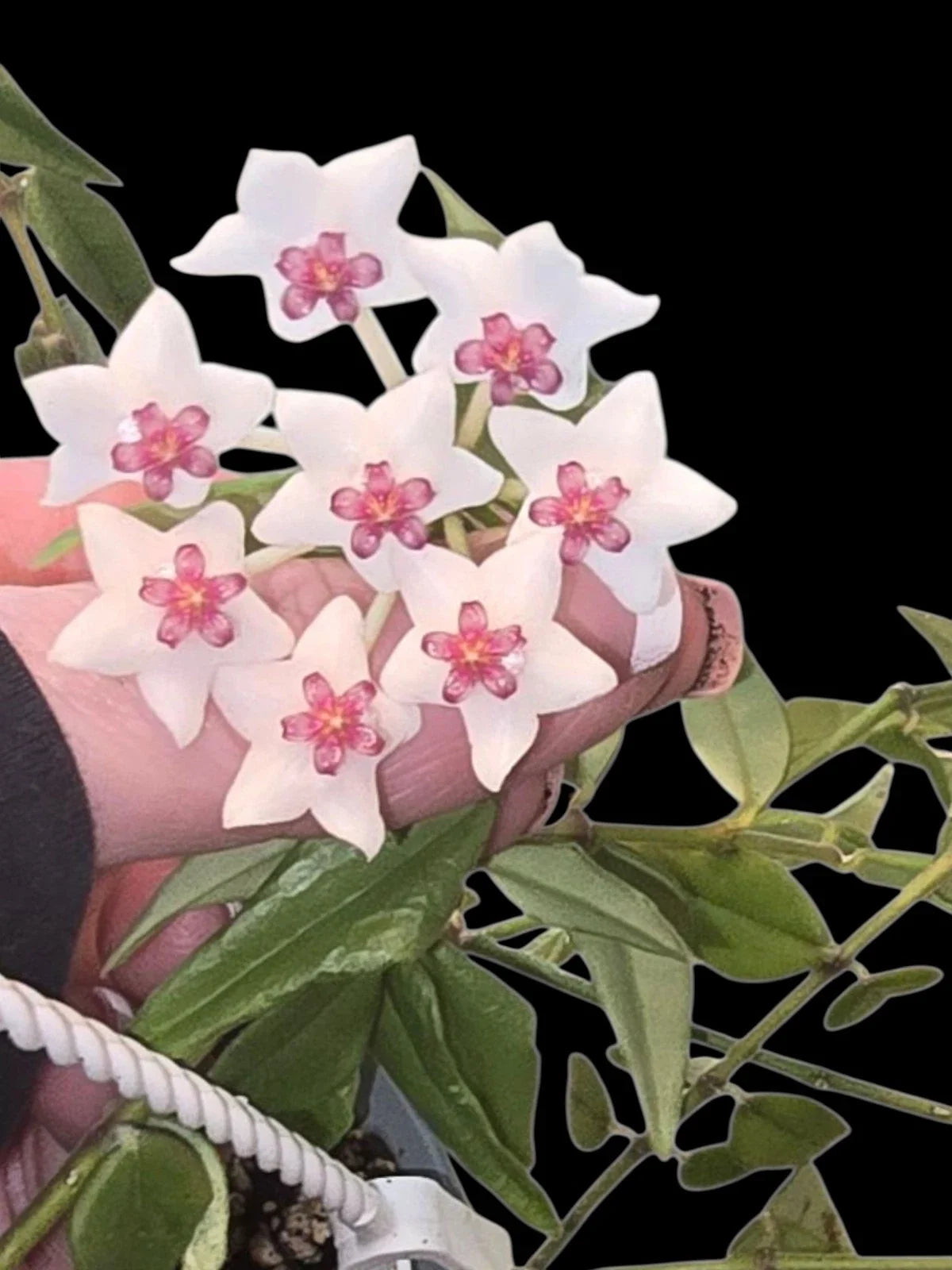 Hoya Bella Starter Plant 3" Pot - Hoya Beauty, Rooted, Trailing, White Pink Flowers, Indoor Houseplant, Hoya multiflora