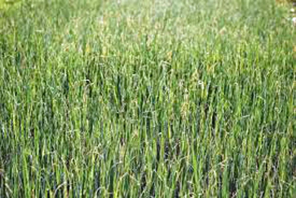 Alfalfa Sprout Seeds - 1000 Heirloom Non-GMO Medicago sativa Seeds for Sprouting