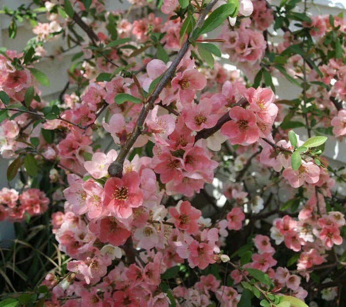 Japanese Flowering Quince 'Toyo Nishiki' Live Bare Root Shrub 8-12" | Zones 5-9