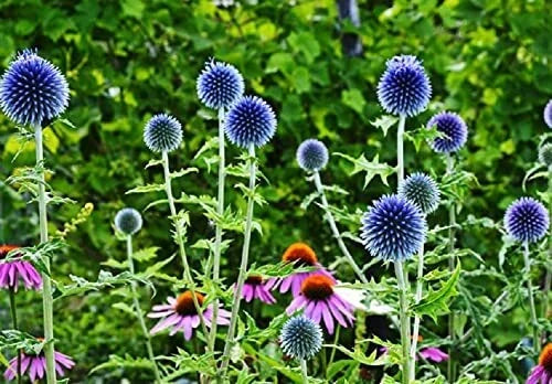 Globe Thistle Seeds - 30 Pack - Blue Echinops ritro Perennial Flowering Plant for Garden