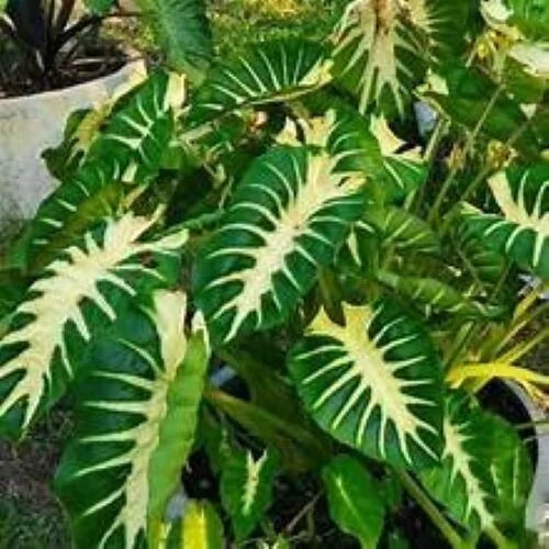 Maui Sunrise Colocasia esculenta - Small Rooted Starter Plant with Vibrant Green Leaves - Tropical Elephant Ear for Indoor & Outdoor Gardens