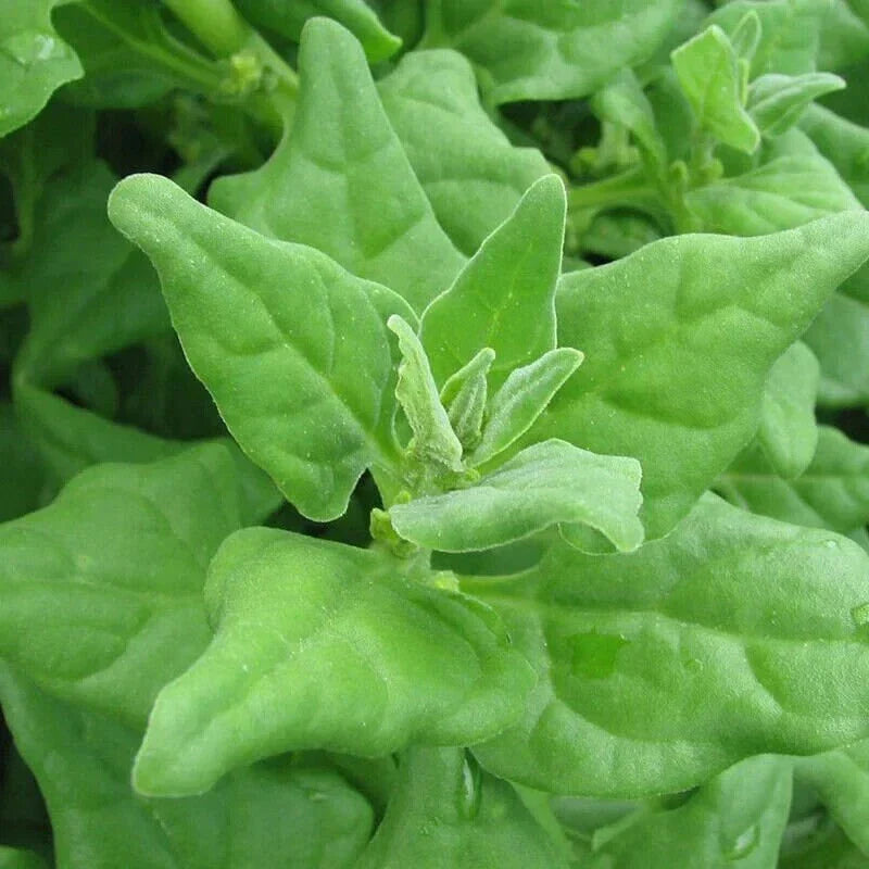 New Zealand Spinach Seeds - 50 Non-GMO Tetragonia tetragonoides for Home Gardening