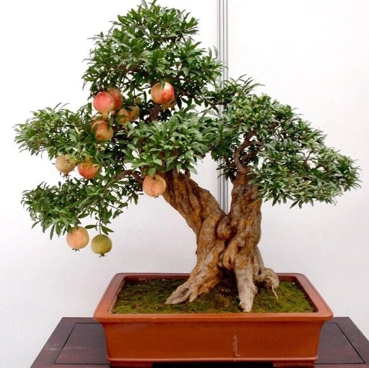 Bonsai Pomegranate Seeds 50pcs - Sweet Fruit Variety Punica granatum for Indoor & Outdoor Gardening