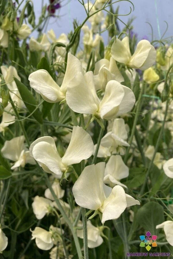Primrose Sweet Pea Seeds - 50+ Pack, Climbing Annual Flower, Lathyrus odoratus, Vibrant Fragrant Blooms, Garden Planting