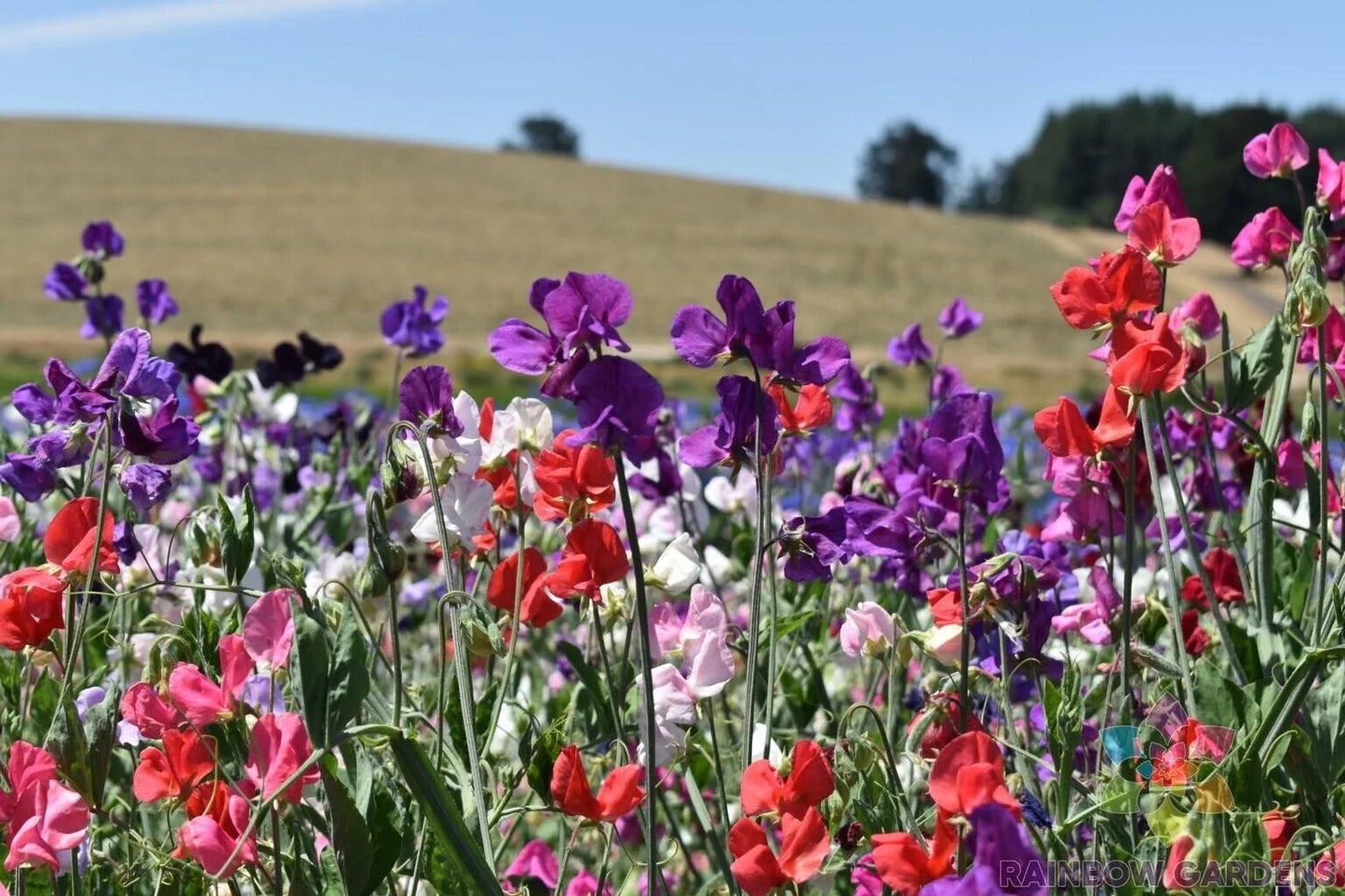Knee-High Sweet Pea Seeds - Mix Color, Fragrant, Lathyrus odoratus, Annual Garden Planting, 50+ Pack, USA Shipping