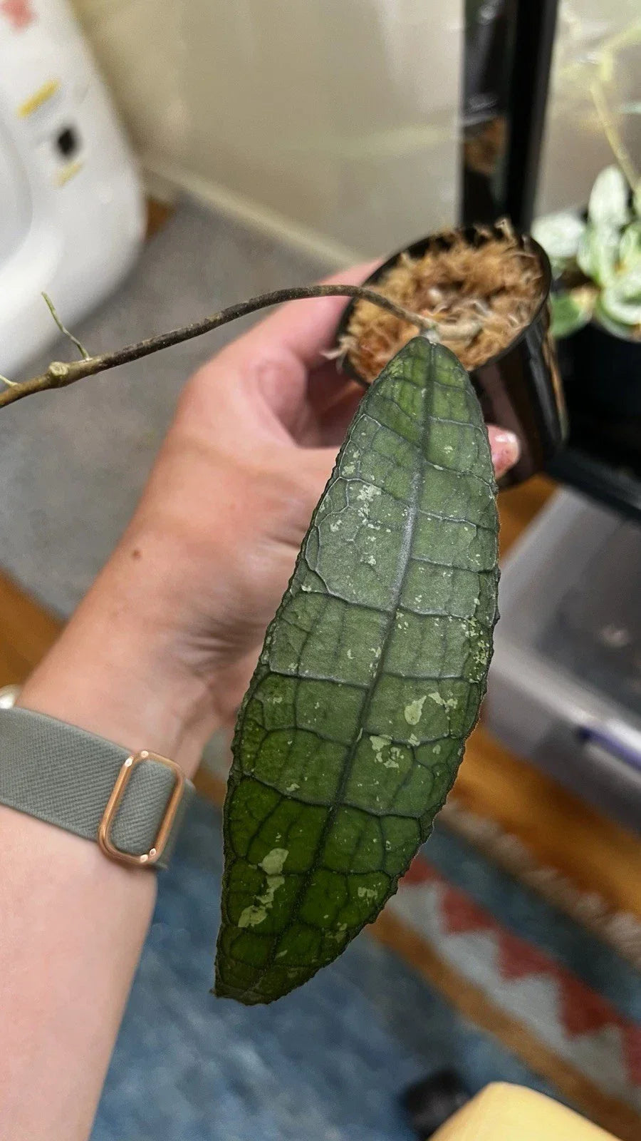 Hoya Clemensiorum Cutting in 2in Pot with Red and White Blooms - Trailing Indoor Vine