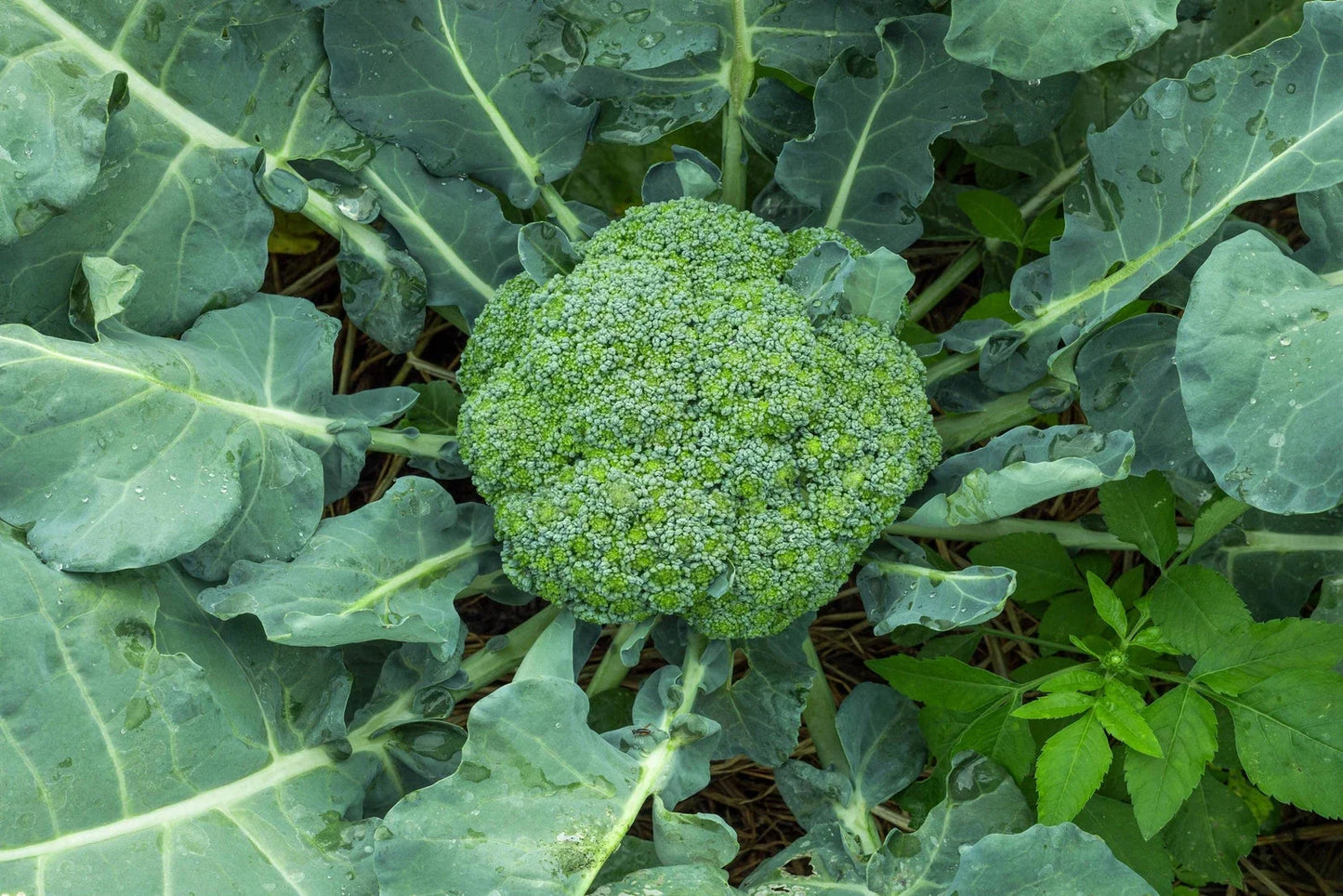 Waltham 29 Broccoli Seeds - Non-GMO Heirloom Brassica oleracea for Backyard Gardening, Vegetable Seeds, Full Sun, Easy Grow