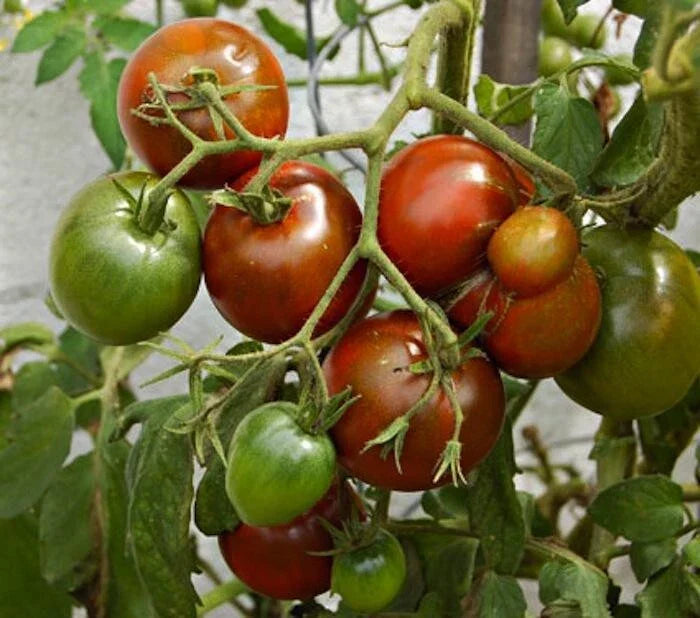 Black Prince Tomato Seeds - 100 Organic Heirloom Non-GMO Seeds for Home Gardening