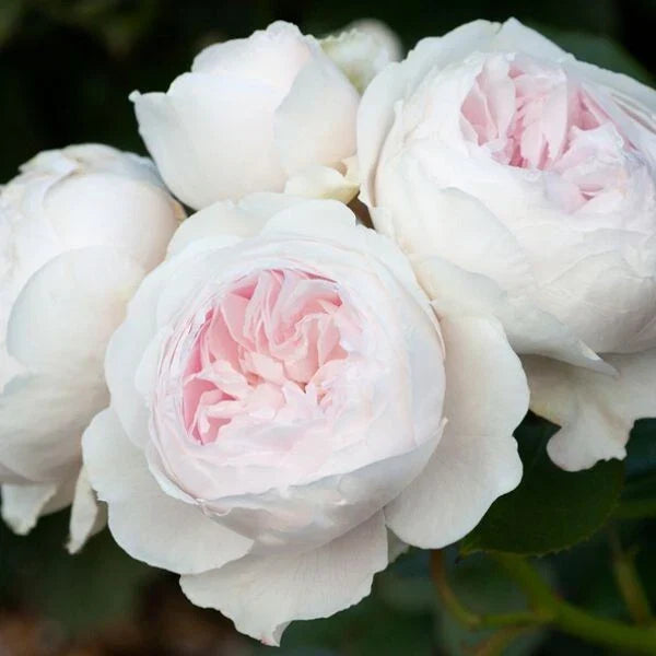 Earth Angel Rose Plant Cuttings - 4 Live Rosa 'Earth Angel' Shrub Cuttings