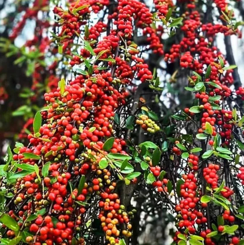 Live Weeping Yaupon Holly Plant 4-6" Tall with Soil-Wrapped Roots Ilex vomitoria