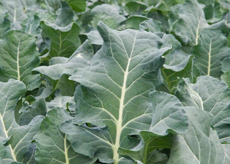 Collard Greens Seeds - Heirloom Vates Variety - Non-GMO, Edible Green for Salads & Cooking - Brassica oleracea var. acephala