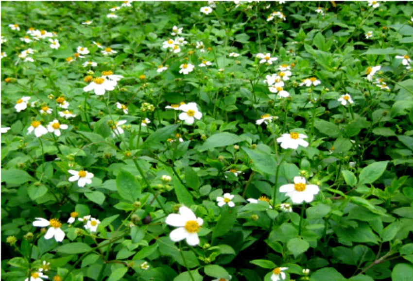 Spanish Needle Seeds - 100+ Pack | Biden alba Black Jack Beggar's Tick