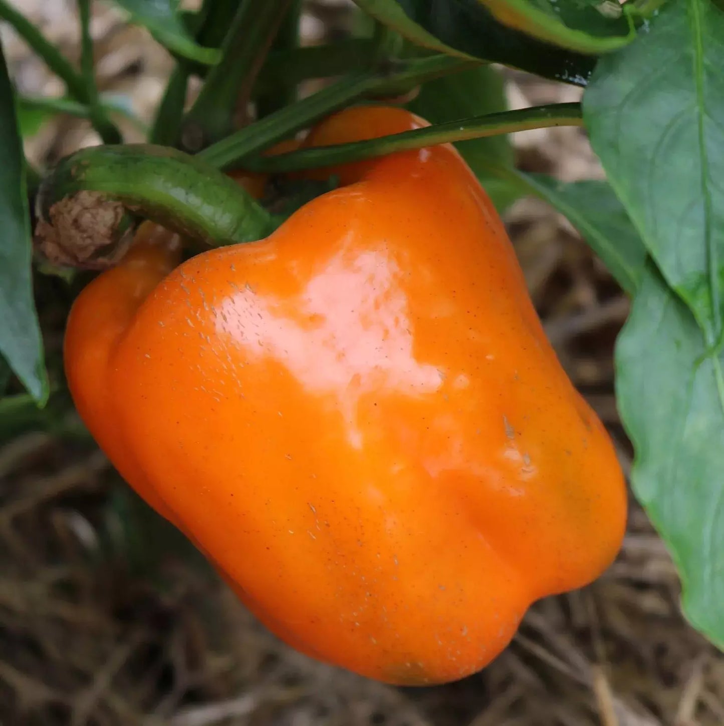 Orange Sun Sweet Bell Pepper Seeds - 120+ Heirloom NON-GMO Capsicum annuum