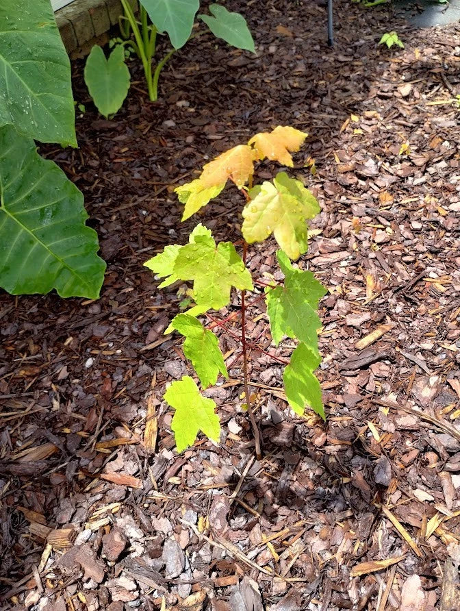 Sunset Maple Tree Seedlings Bare Root 4-6 Inches | Acer truncatum Shade Trees Set of 6
